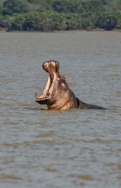Zanzibar: 2-Day Nyerere National Park Safari with Ferry - The Value of This Safari