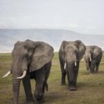 Zanzibar: 2-Day Safari to Tarangire and Ngorongoro - What’s Included and What to Expect