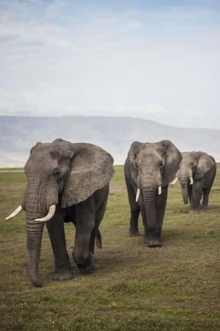 Zanzibar: 2-Day Safari to Tarangire and Ngorongoro - What’s Included and What to Expect