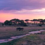 Zanzibar: 2-Day Safari to Tarangire National Park - Practical Information & Tips