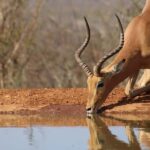 Zanzibar: 2-Days Mikumi National Park Luxury Safari - What’s Included and What’s Not