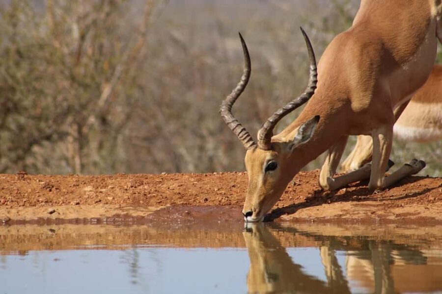 Zanzibar: 2-Days Mikumi National Park Luxury Safari - What’s Included and What’s Not