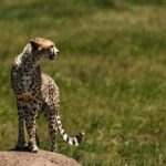 Zanzibar: 3-Day Northern Safari with Flights Included - FAQ