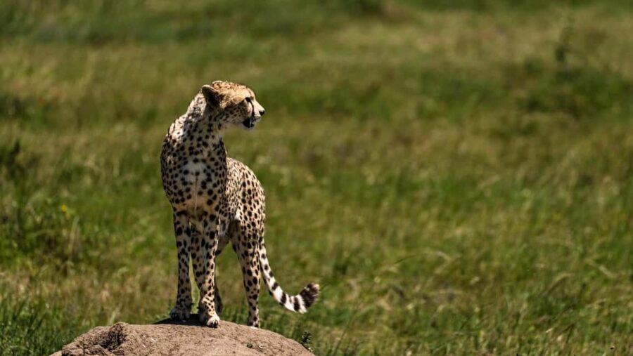 Zanzibar: 3-Day Northern Safari with Flights Included - FAQ