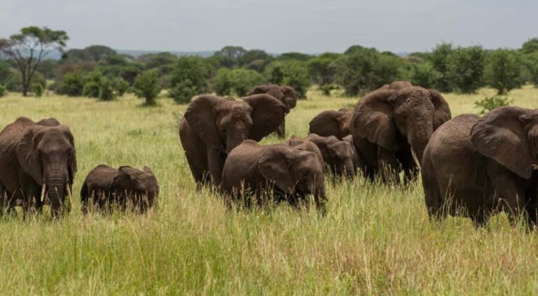 Zanzibar: 3-Day Safari to Lake Manyara & Ngorongoro Crater - Frequently Asked Questions