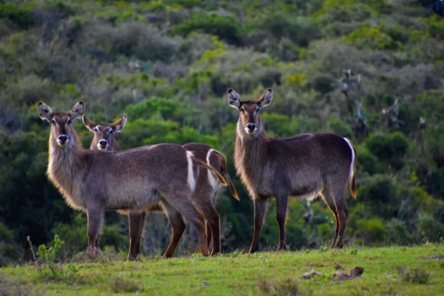 Zanzibar: 3-Day Safari to Tarangire, Ngorongoro, & Arusha - A Detailed Look at the 3-Day Itinerary
