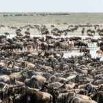 Zanzibar: 3-Day Serengeti Safari with Flights - Why You’ll Love the 3-Day Serengeti Safari from Zanzibar