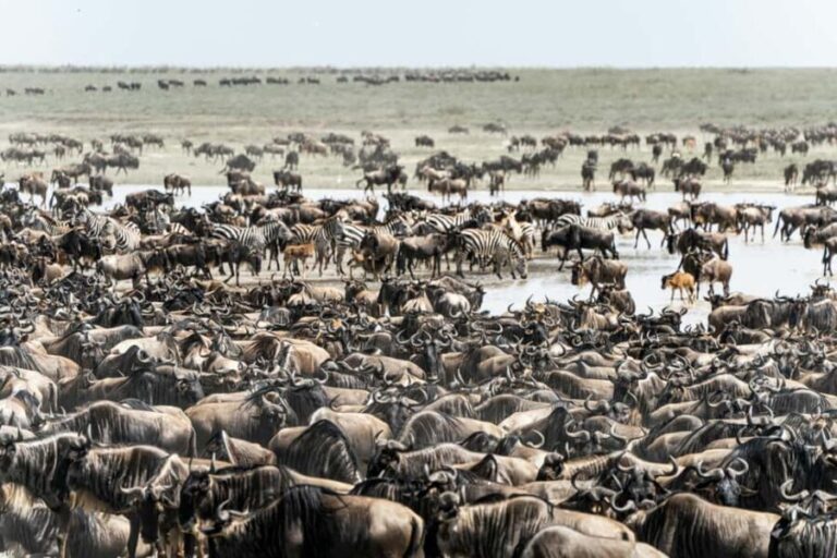 Zanzibar: 3-Day Serengeti Safari with Flights - Why You’ll Love the 3-Day Serengeti Safari from Zanzibar