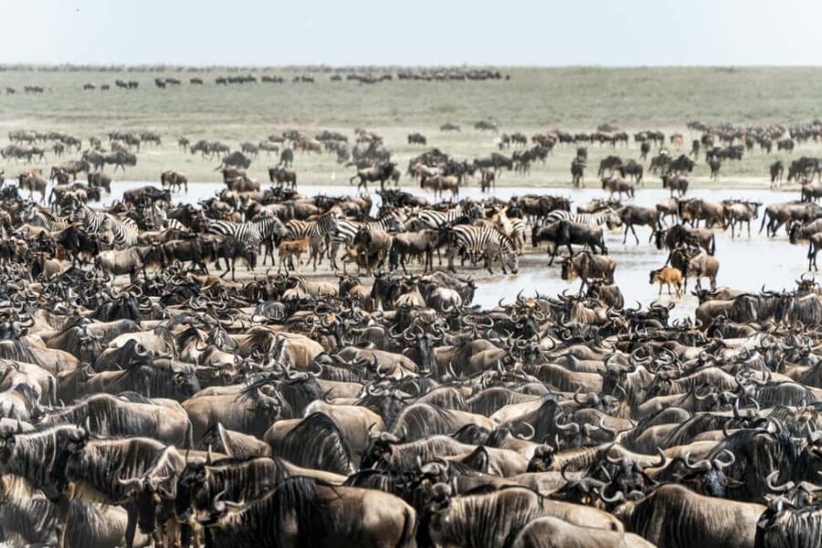 Zanzibar: 3-Day Serengeti Safari with Flights - Why You’ll Love the 3-Day Serengeti Safari from Zanzibar