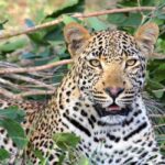Zanzibar: 3 Days 2 Nights Mikumi Safari and Maasai Tour - What’s Included and What to Consider