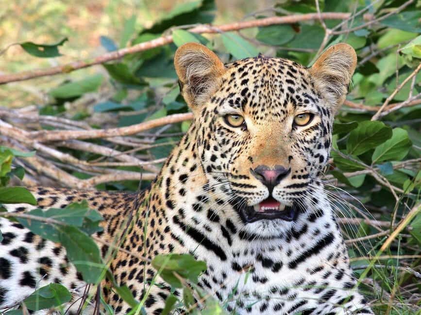 Zanzibar: 3 Days 2 Nights Mikumi Safari and Maasai Tour - What’s Included and What to Consider