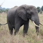 Zanzibar: 3 Days to Mikumi and Chizua Waterfalls - What’s Included and What’s Not