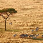 Zanzibar: 4-Day Serengeti & Ngorongoro Fly-In Safari - What’s Included and What’s Not