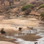 Zanzibar: 4-Day Tarangire, Serengeti & Ngorongoro Safari - An In-Depth Look at the 4-Day Tanzania Safari Experience
