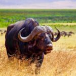 Zanzibar: A Day Trip to Mikumi National Park from Zanzibar - What’s Included and Practical Considerations