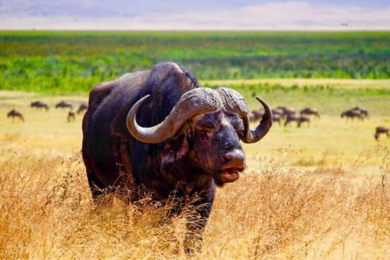 Zanzibar: A Day Trip to Mikumi National Park from Zanzibar - What’s Included and Practical Considerations