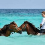 Zanzibar: Beach Horseback Ride and Swim with the Horse - The Value and Practicalities