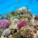 Zanzibar: Blue Lagoon, Rock Restaurant, Cave, and Beach Trip - What Else You Should Know