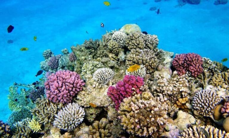 Zanzibar: Blue Lagoon, Rock Restaurant, Cave, and Beach Trip - What Else You Should Know