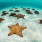 Zanzibar: Blue Lagoon, Star fish and Snorkeling Day tour - The Experience: What Our Reviewers Say
