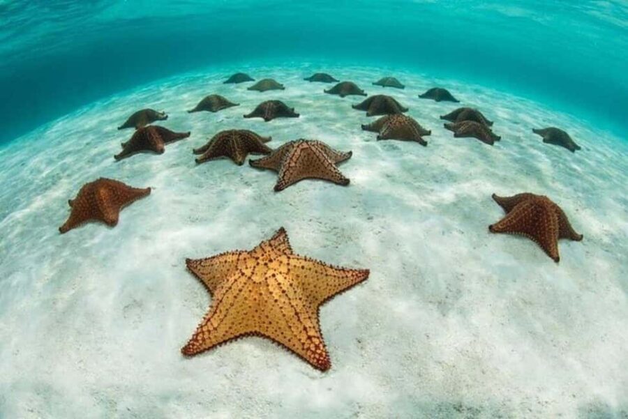 Zanzibar: Blue Lagoon, Star fish and Snorkeling Day tour - The Experience: What Our Reviewers Say