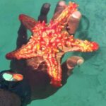 Zanzibar: Blue lagoon & Starfish - The Practicalities: What’s Included & What to Know