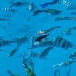 Zanzibar: Blue Lagoon, Starfish and Jozani Forest Tour - Who Should Consider This Tour?