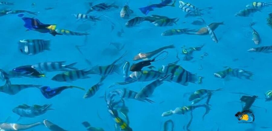 Zanzibar: Blue Lagoon, Starfish and Jozani Forest Tour - Who Should Consider This Tour?