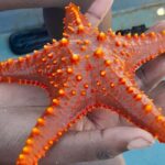 ZANZIBAR: BLUE LAGOON TOUR - What is the Blue Lagoon Tour?