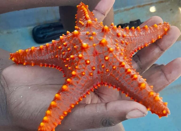 ZANZIBAR: BLUE LAGOON TOUR - What is the Blue Lagoon Tour?