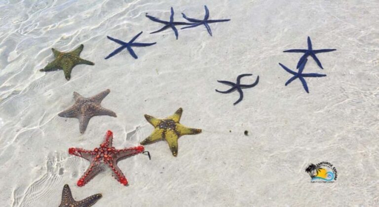 Zanzibar: Blue Lagoon with Snorkeling and Jozani Forest Tour - The Sum Up: Is This Tour Worth It?