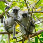 Zanzibar: Blue Safari, Jozani Forest, Sunset in the North, The Rock - FAQ