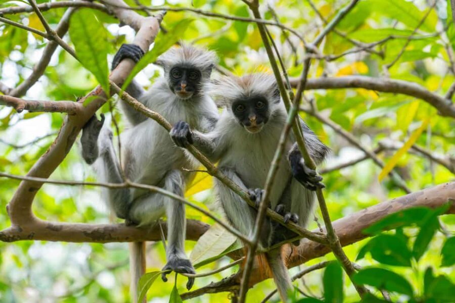 Zanzibar: Blue Safari, Jozani Forest, Sunset in the North, The Rock - FAQ