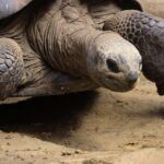 Zanzibar: Blue Safari, Spice Tour, Stone Town & Prison Island - The Sum Up
