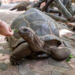 Zanzibar: Butterfly, Stone Town & Prison Island Excursion - Authentic Experiences and Review Insights