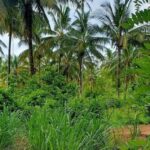 Zanzibar: Coconut Plantation Tour and Sunset Cruise - The Sunset Dhow Cruise: A peaceful end to the day