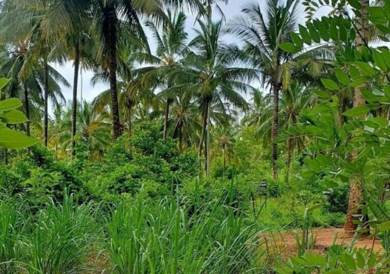 Zanzibar: Coconut Plantation Tour and Sunset Cruise - The Sunset Dhow Cruise: A peaceful end to the day