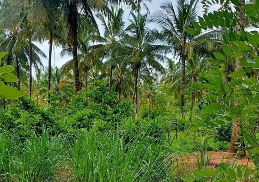 Zanzibar: Coconut Plantation Tour and Sunset Cruise - The Sunset Dhow Cruise: A peaceful end to the day