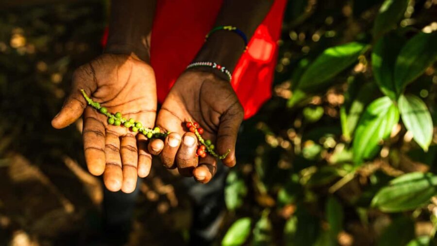 Zanzibar: Day Jozani Forest,Spice Farm,Nature and Savor Tour - The Sum Up