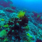 Zanzibar: Day Mnemba Island,Spice farm tour, Jozani,The Rock - The Sum Up