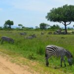 Zanzibar: Day Trip Fly In Safari To Mikumi National Park - Authenticity and Value