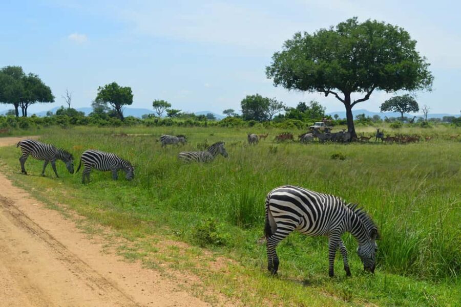 Zanzibar: Day Trip Fly In Safari To Mikumi National Park - Authenticity and Value