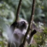 Zanzibar - (Day trip) Jozani Forest Red Colobus Monkey Tour - Key Points