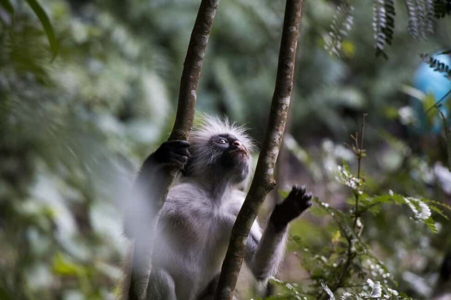 Zanzibar - (Day trip) Jozani Forest Red Colobus Monkey Tour - Key Points