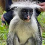 Zanzibar: Discover Red Colobus Monkey in Jozani forest tour - What to Expect from the Tour