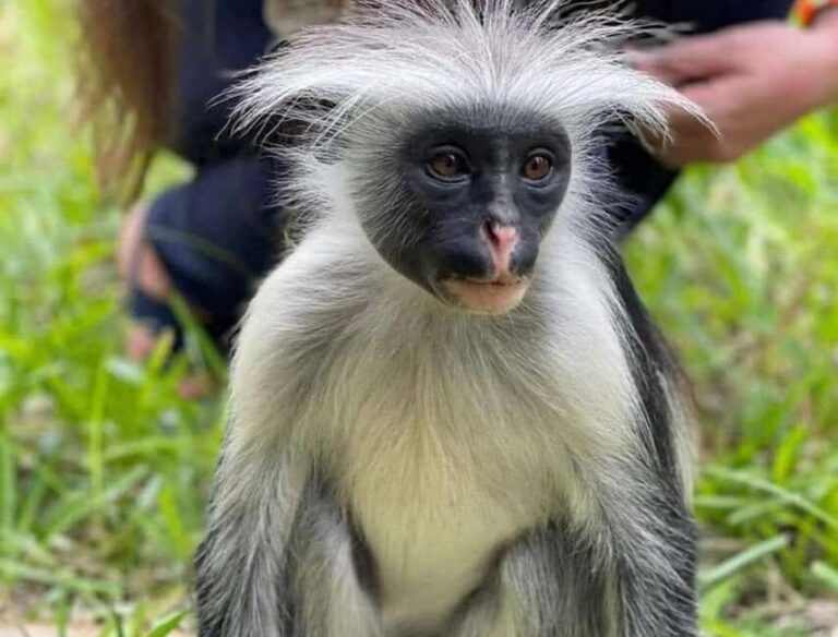 Zanzibar: Discover Red Colobus Monkey in Jozani forest tour - What to Expect from the Tour