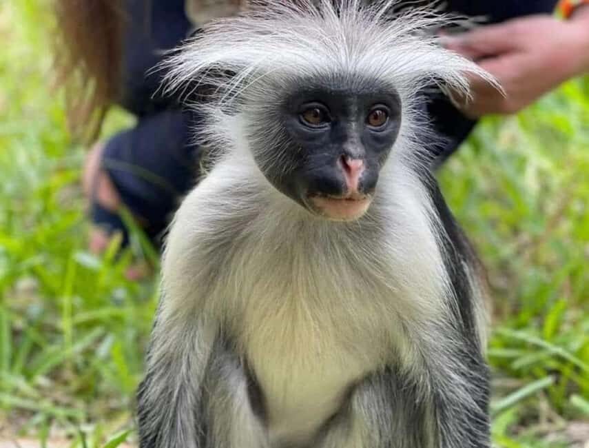 Zanzibar: Discover Red Colobus Monkey in Jozani forest tour - What to Expect from the Tour