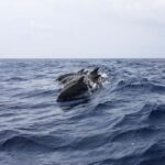 Zanzibar - Dolphin tour & Mnemba from Nungwi or Kendwa - The Practicalities