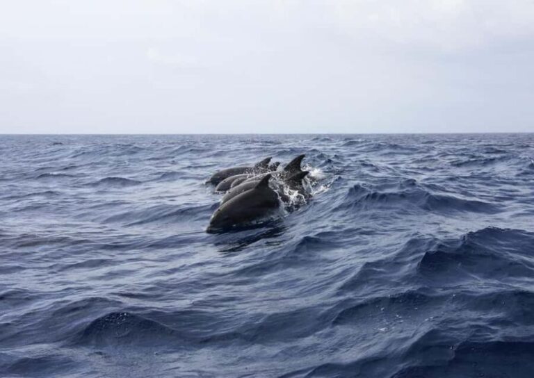 Zanzibar - Dolphin tour & Mnemba from Nungwi or Kendwa - The Practicalities