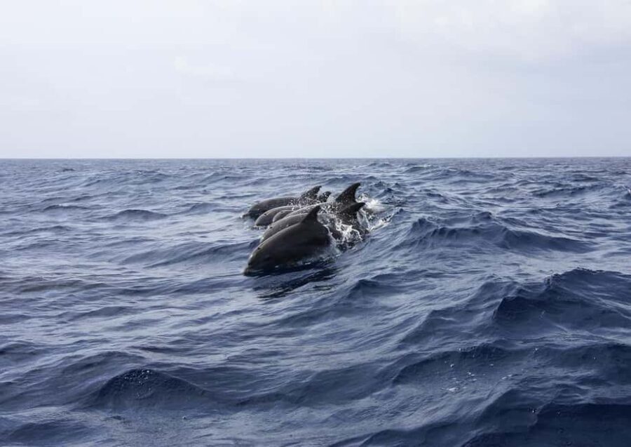 Zanzibar - Dolphin tour & Mnemba from Nungwi or Kendwa - The Practicalities